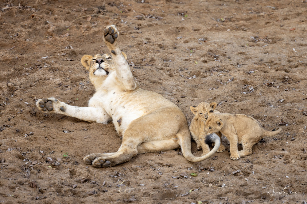 Lionness 2.jpg